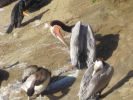 PICTURES/La Jolla Cove - Cormorants & Pelicans/t_IMG_8768.JPG